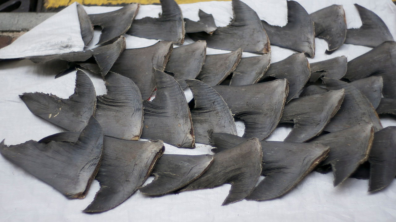 UAE Helps Stop Shark Finning