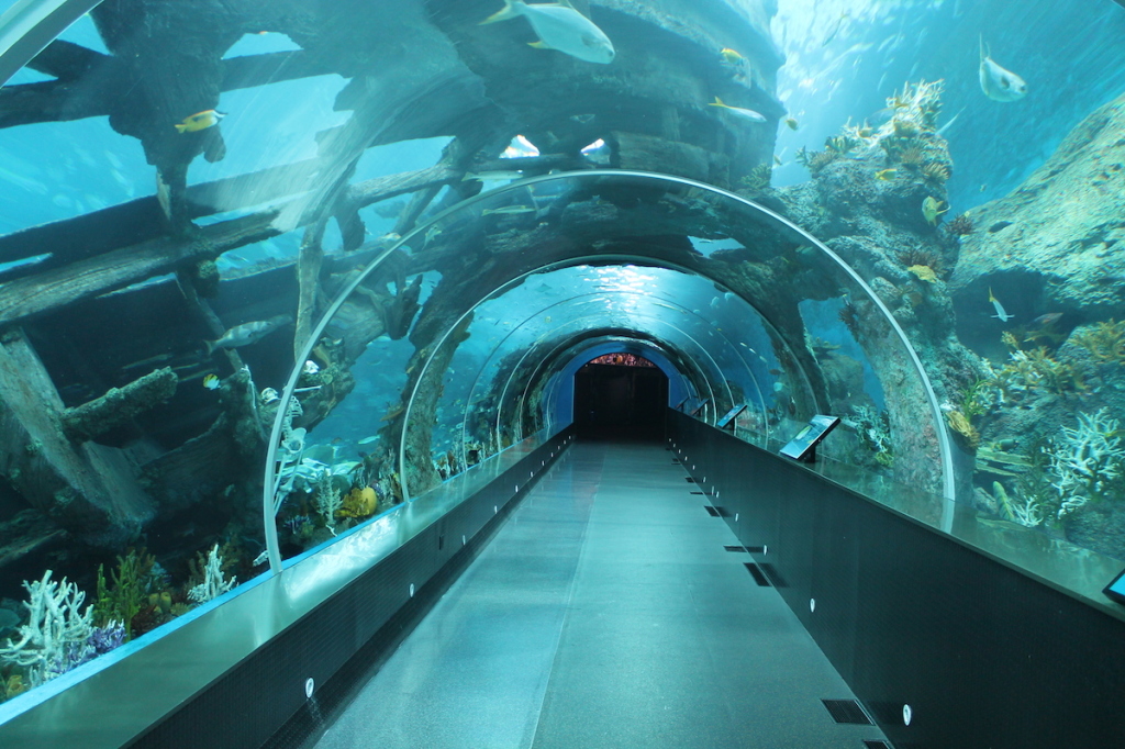 An Under Water Tunnel at the S.E.A. Aquarium