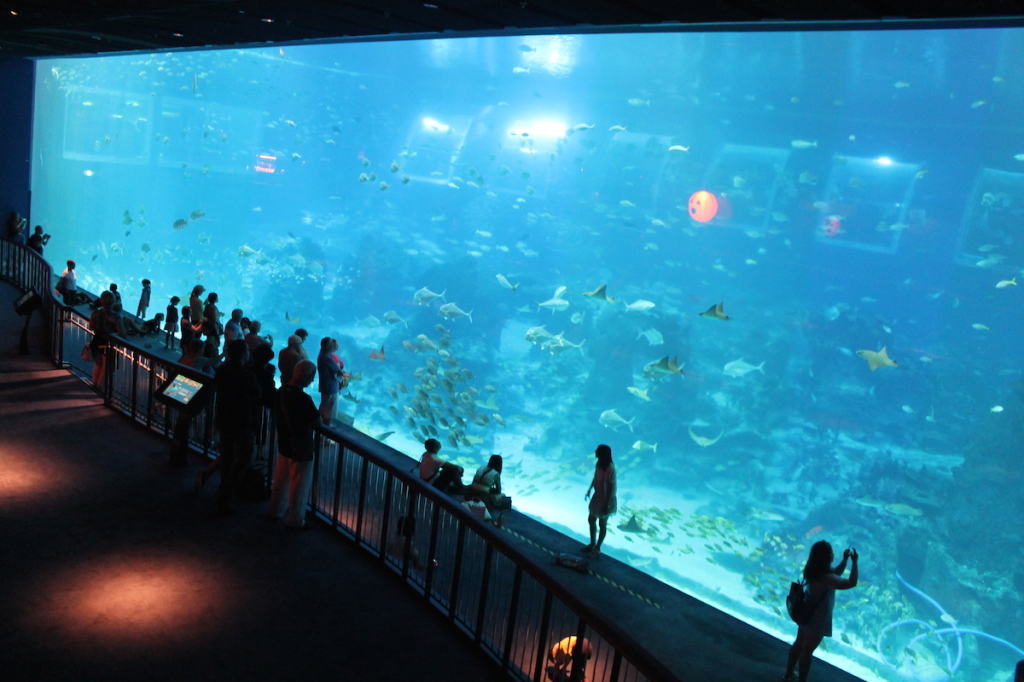 S.E.A. Aquarium Open Ocean Tank