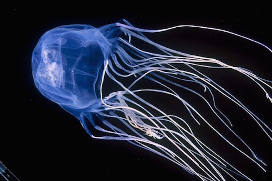 5 Totally Transparent Sea Creatures