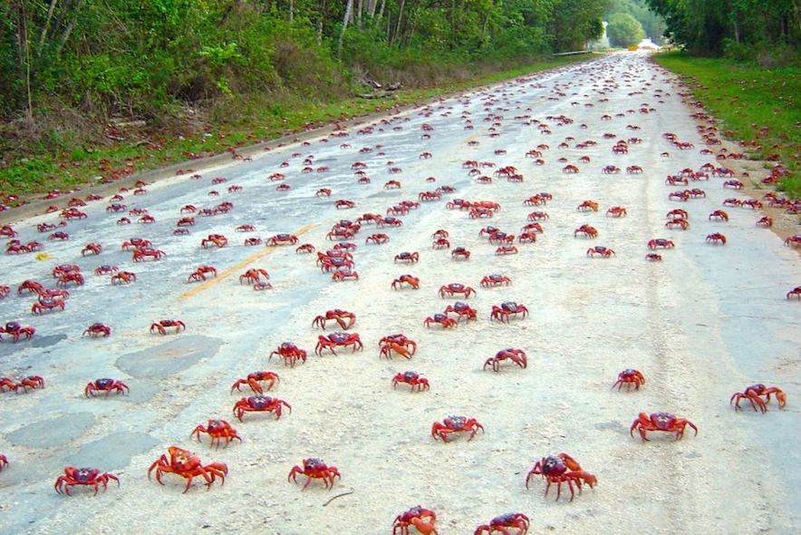 The Million Crab Migration is in Full Swing on Christmas Island