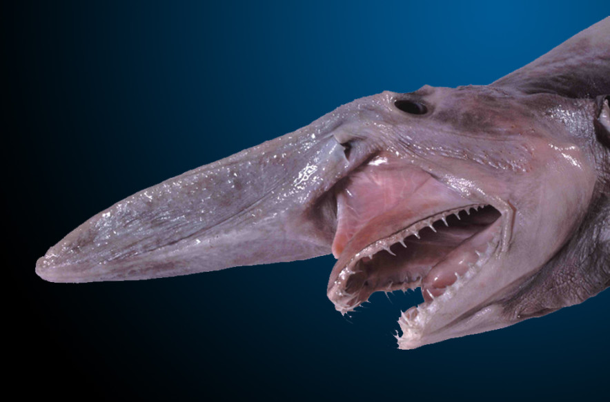 Rare Goblin Shark Caught Off Australia