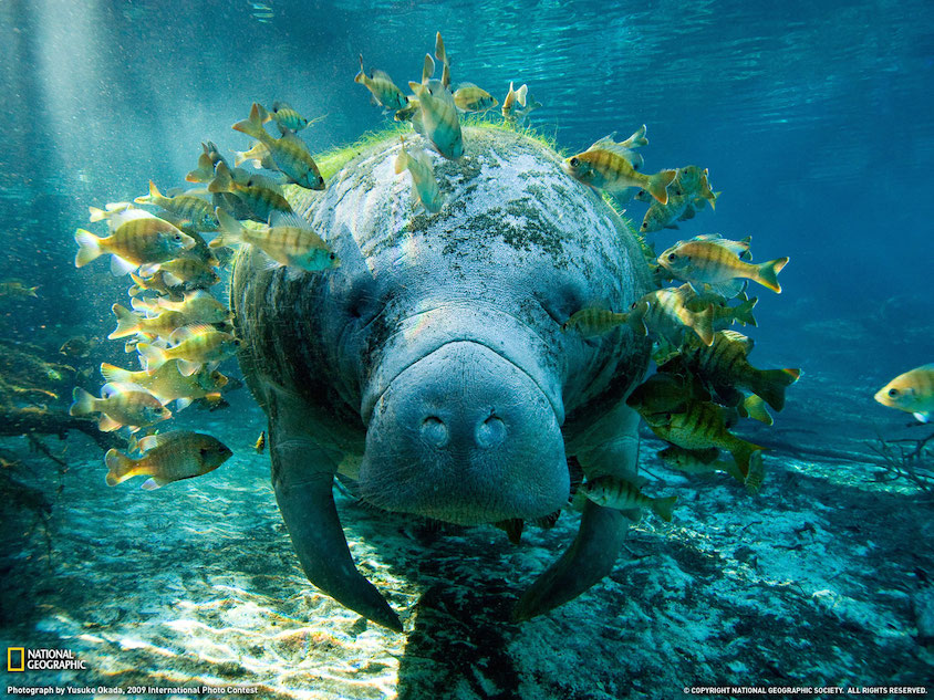 It's Manatee Appreciation Day!