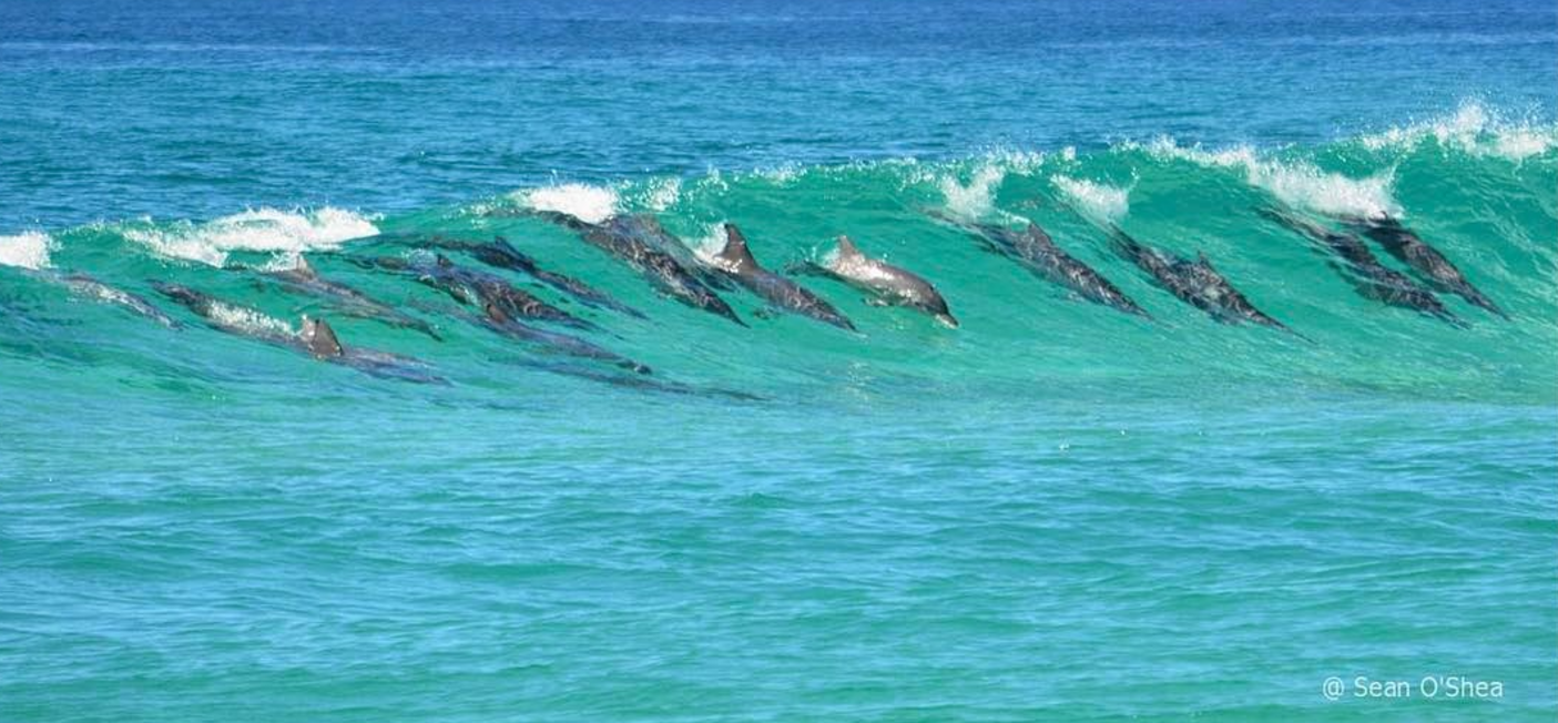 byron dolphins