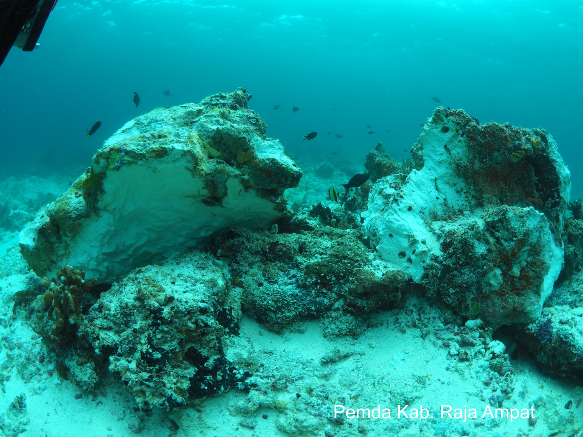 Cruise Ship Causes Over 19 Million In Damage To Indonesian Coral Reef