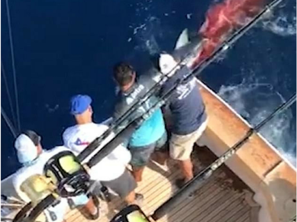 Shark dragger gets slap on the wrist in Florida 