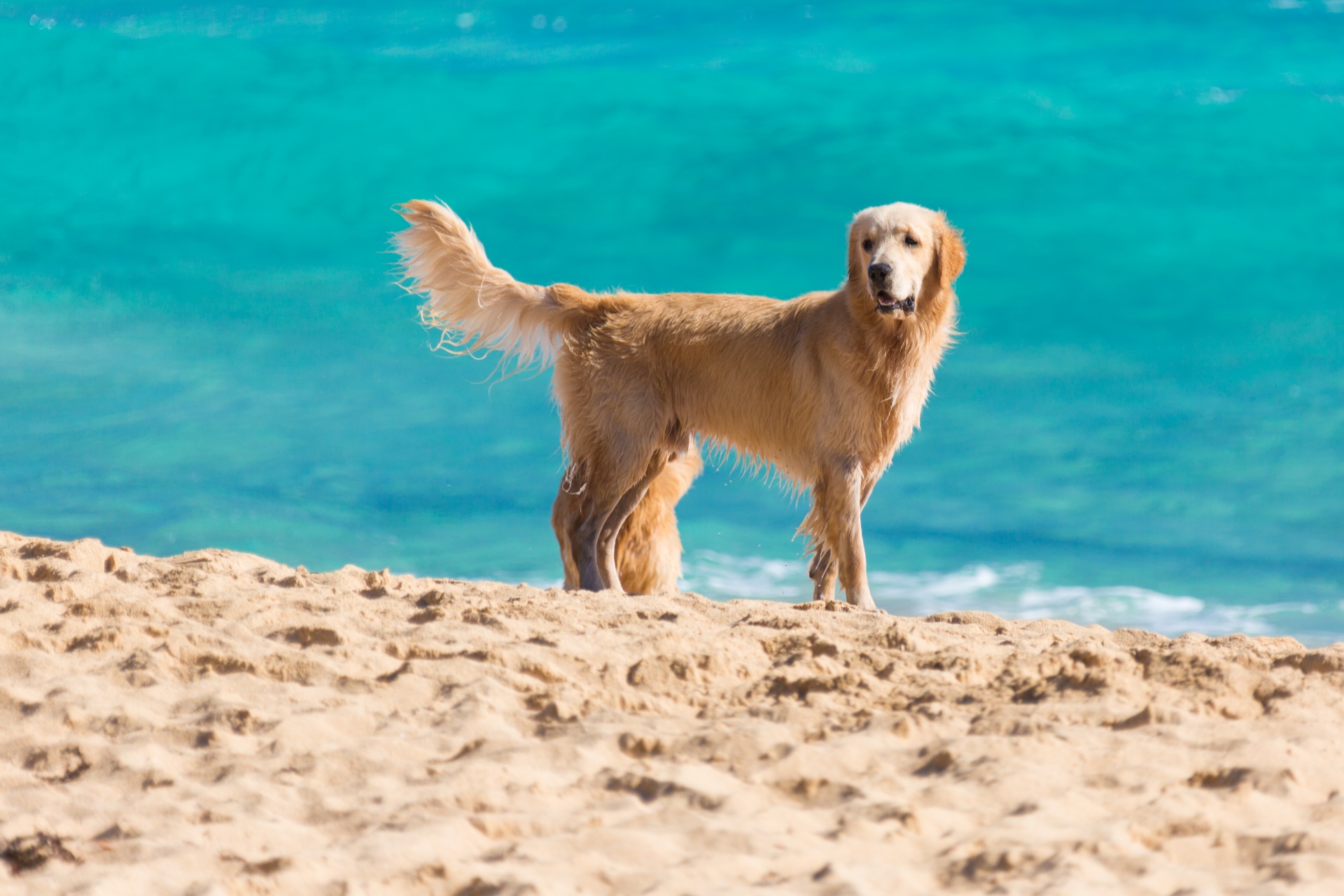 Taking Your Dog To The Beach Over The Summer? Here Are Some Tips To Consider