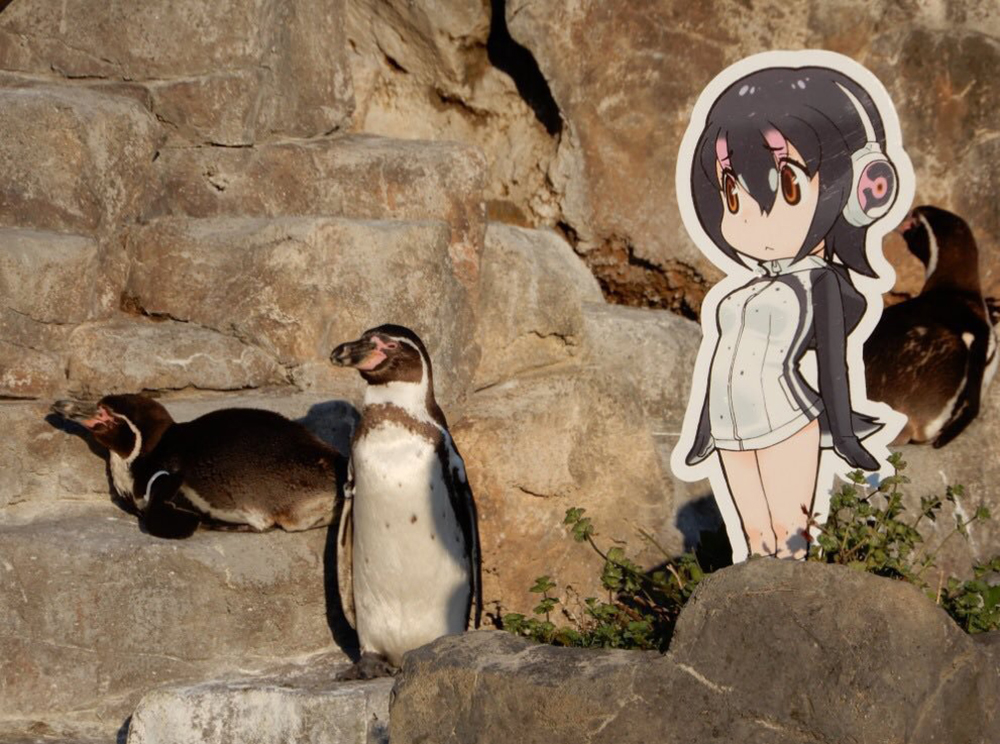 Cardboard Cutout Captivates Humboldt Penguin At Japanese Zoo