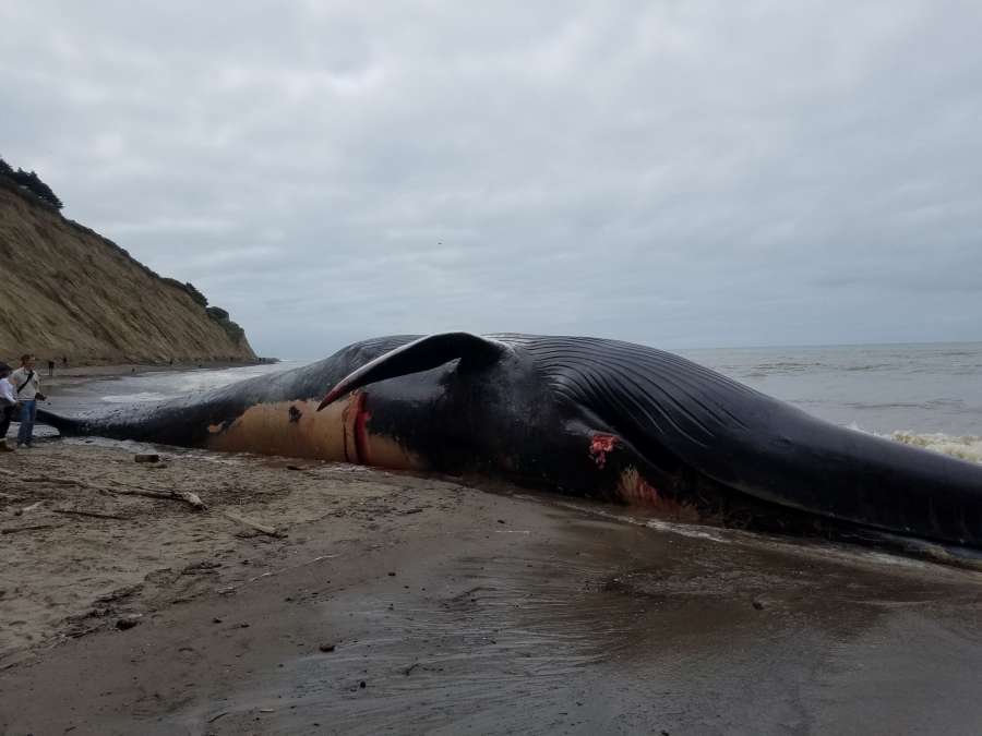 håndjern hul grinende Endangered Blue Whale Washes Up Dead On California Beach - Awesome Ocean