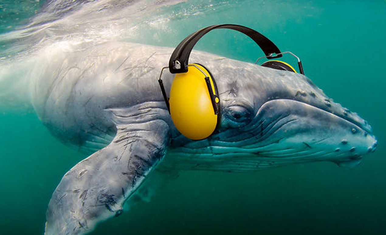 Ocean Noise Pollution Harms Marine Life From The Smallest To The Largest