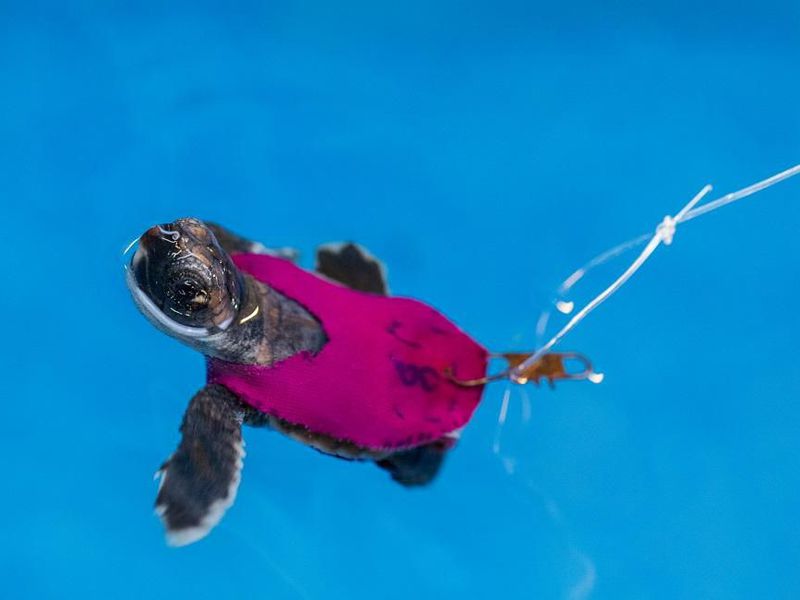 Amazon.com: Azul SEA Turtle Swim Shorts: Clothing