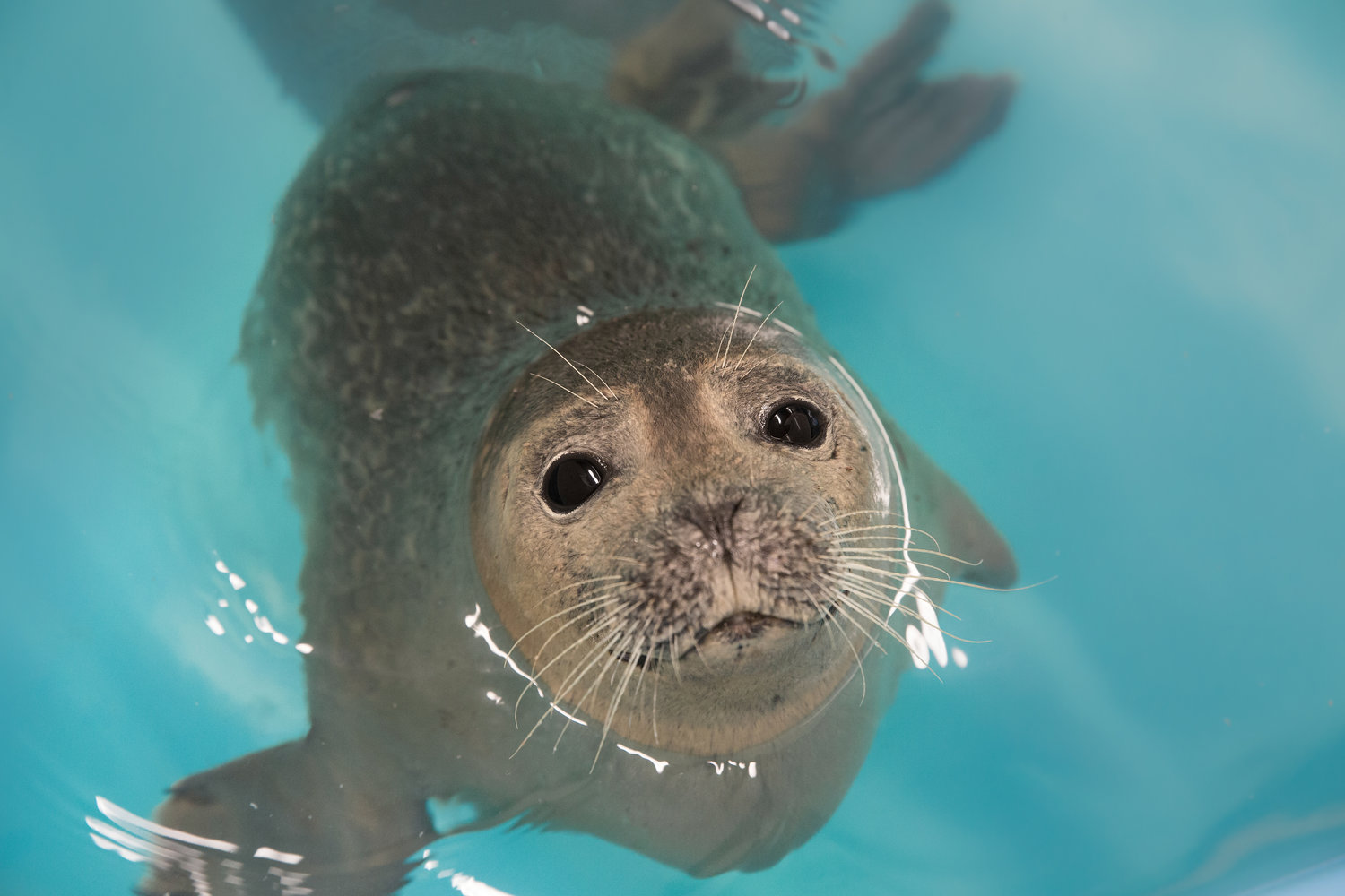 Marmalade The Seal Rescued By National Aquarium Awesome