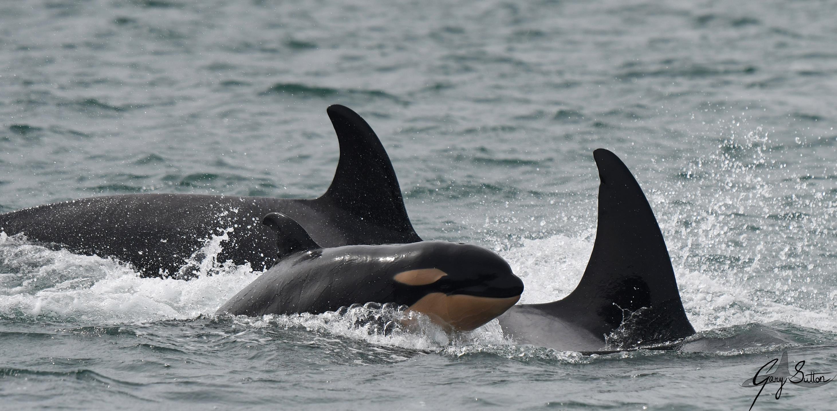 Young Killer Whale Calf Spotted In The Salish Sea - Awesome Ocean