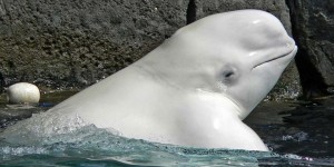 beluga whale
