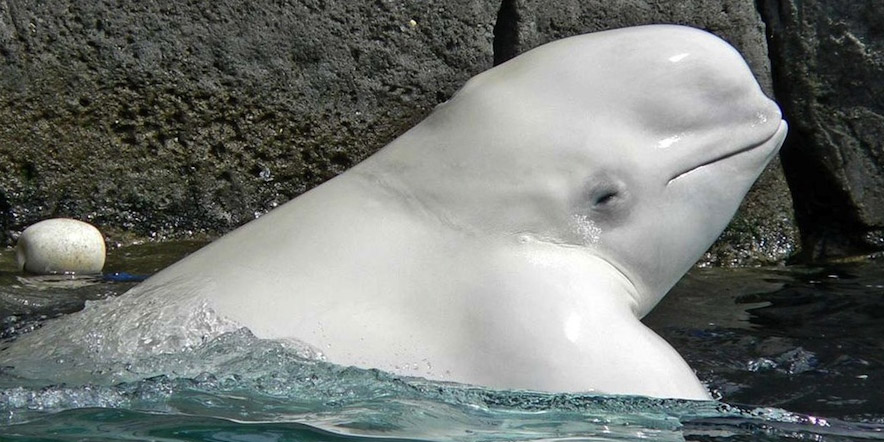 beluga whale