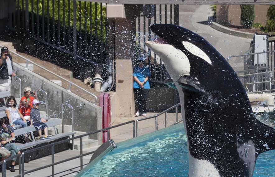 california blackfish bill