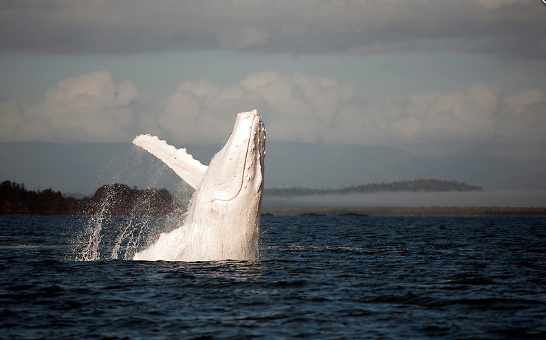 Rare White Whale Caught on Video