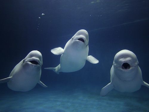 3 belugas