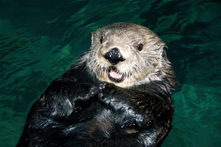 Georgia Aquarium Otter