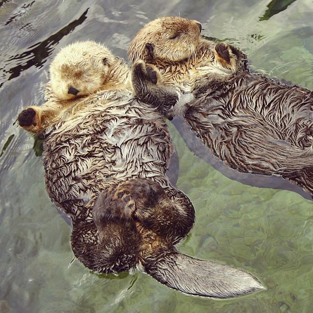 National Aquarium Otters