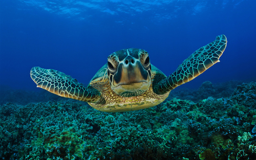 SeaTurtle