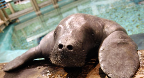 Snooty-the-Manatee