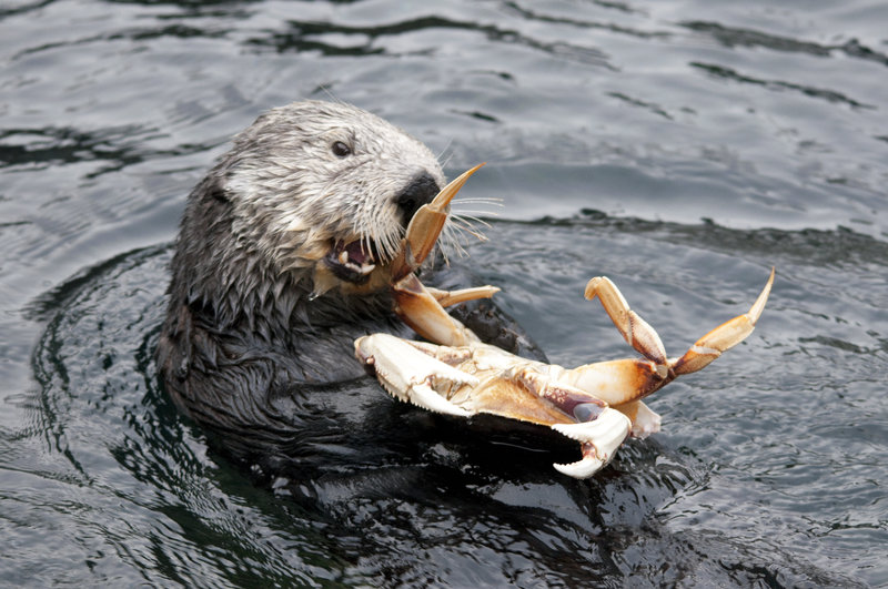 Vancouver Sea Otter
