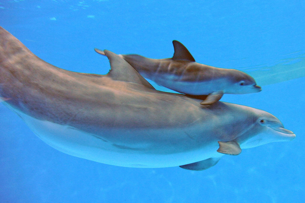 dolphinbrookfieldzoo