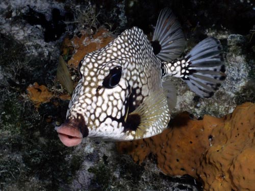 fish 3