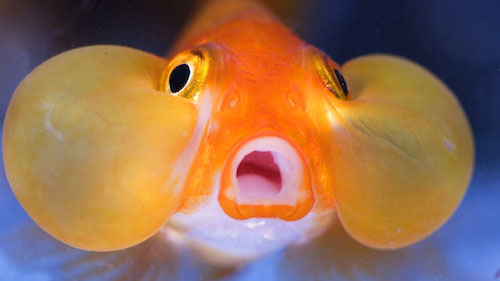goldfish