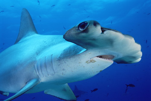 hammerhead-photo-Minden6