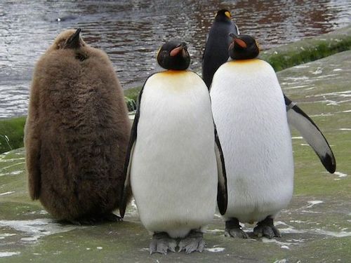 i_193_funny-penguins