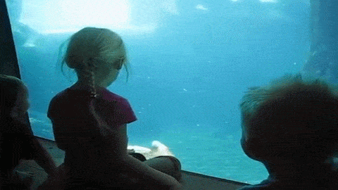 kids-getting-close-to-a-walrus
