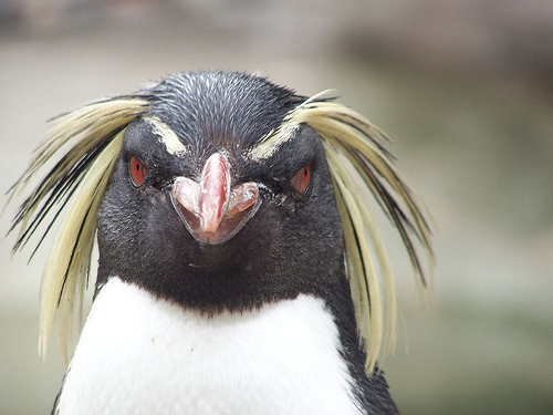 penguin