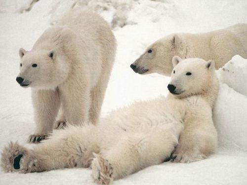 polar bear 3