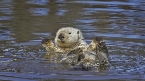 sea otter 2