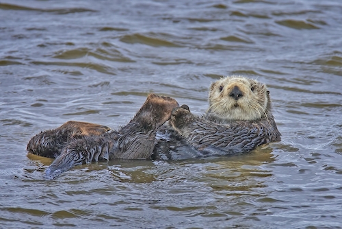 sea otter 3