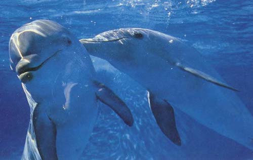 two dolphins