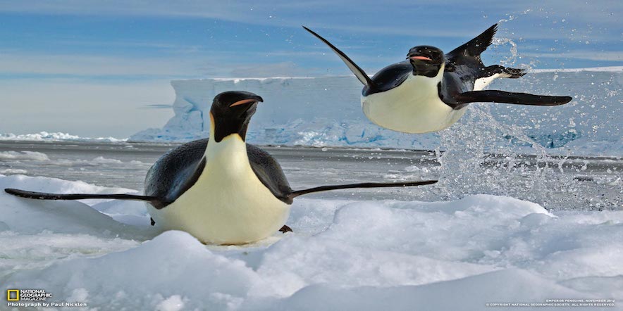 02-airborne-penguin-exits-water_1600