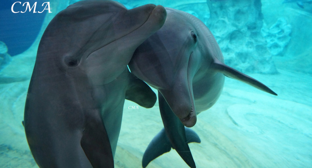 Georgia Aquarium Dolphins