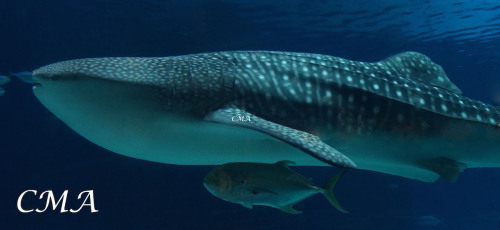 Whale Shark at the Georgia Aquarium