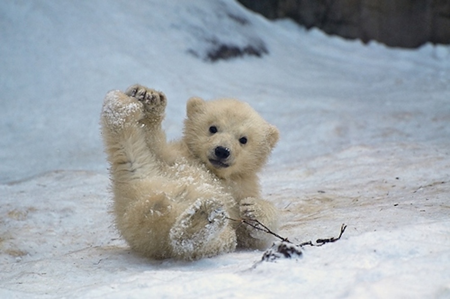 a-baby-polar-bearbaby-polar-bear-pictures-13-lubpedia-is-all-about-information-xfcxrg3t