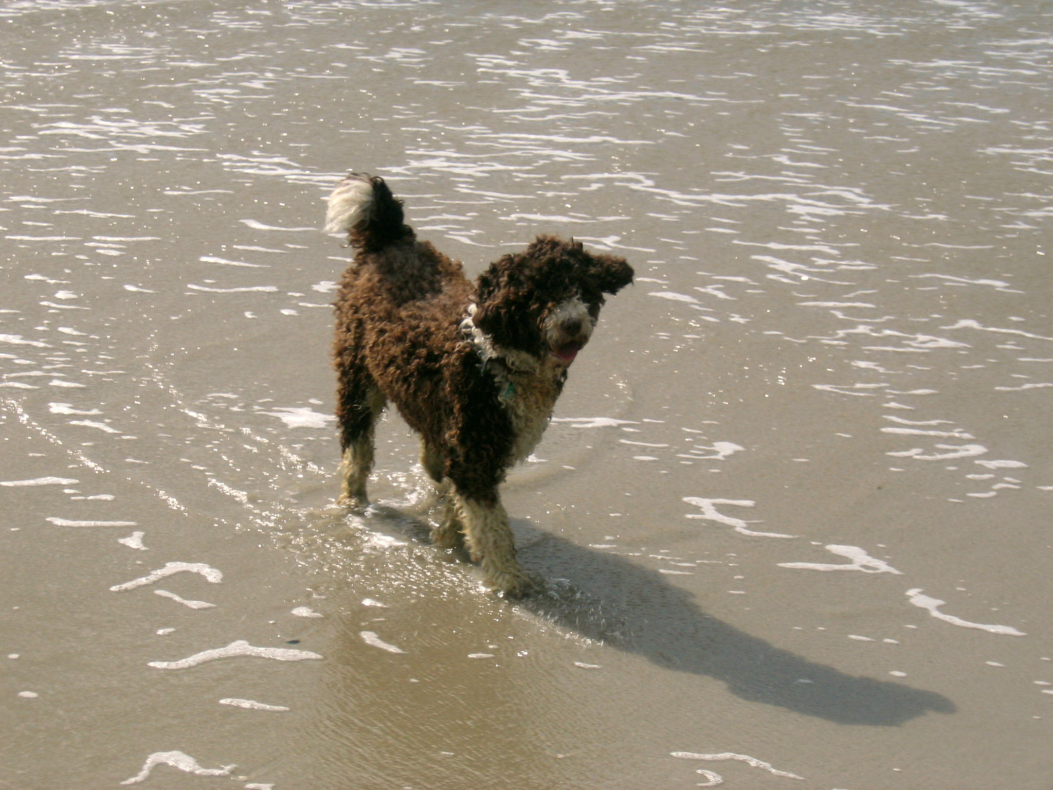 beach dog 8