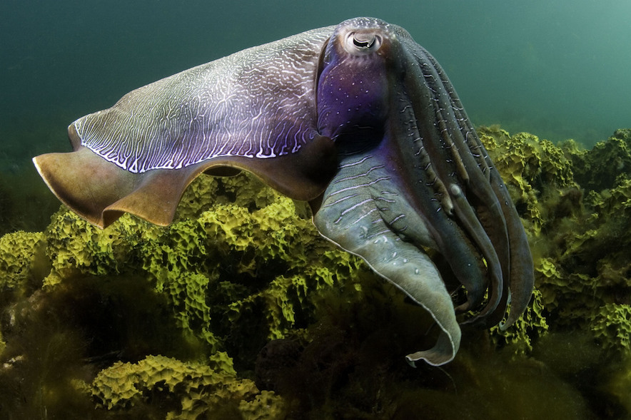 9 Reasons To Celebrate Cephalopods! Wait... Cephalo-WHAT?