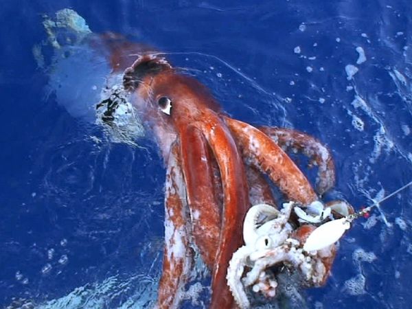 giant-squid_544_600x450