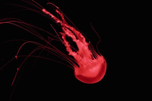 jellyfsh