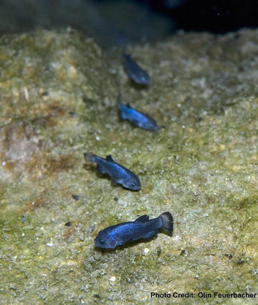 The Rarest Fish In The World May Soon Be History