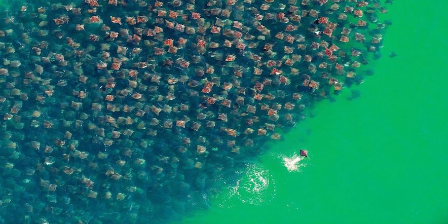 school of stingrays