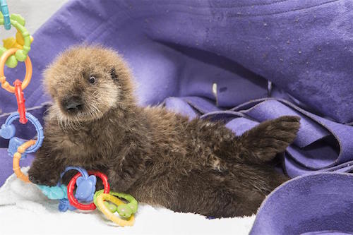 seaotterpup9