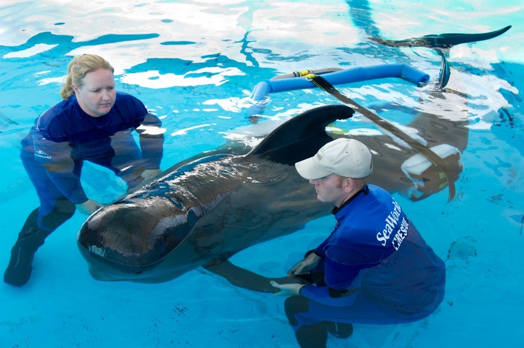 20111110_pilot-whale-brace-fitting_14